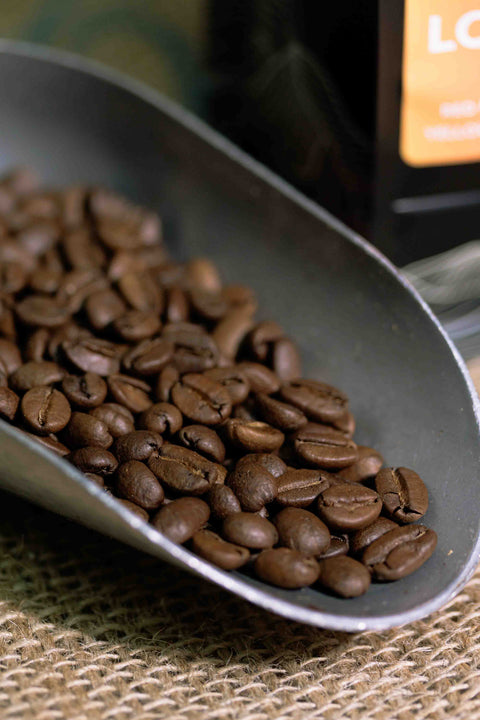 El Salvador - Loma La Gloria Red Bourbon Yellow Honey - Rothrock Coffee